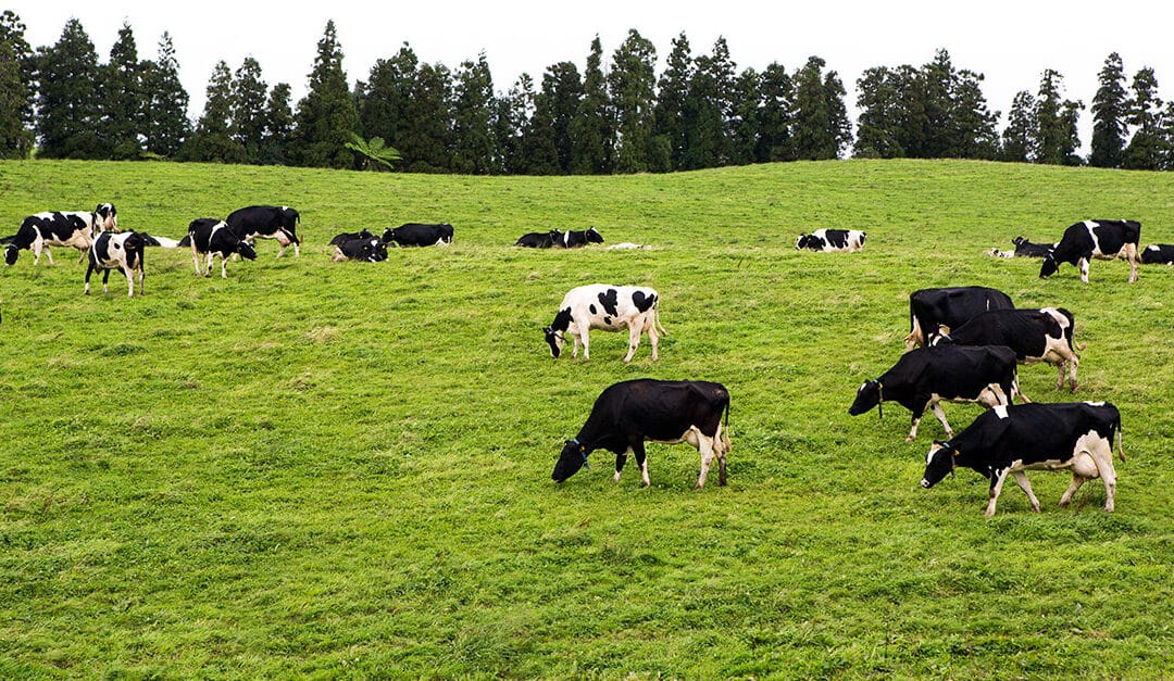 Gobierno Corporativo y Modelo de Negocios.